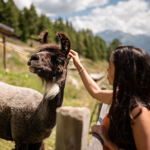 Hotel near Sterzing for wellness and sports Woman petting a llama in a green meadow with mountains in the background
