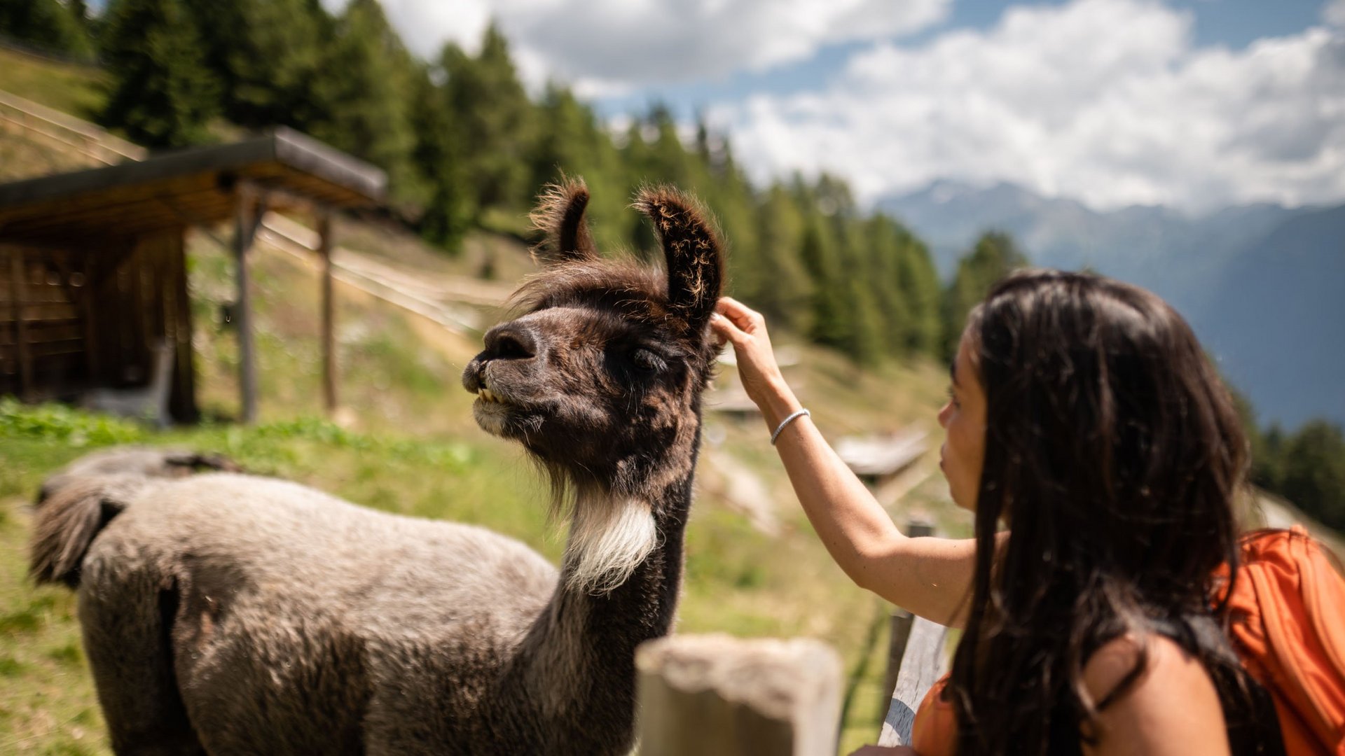 Hiking in Ratschings and surroundings Woman petting a llama in a green meadow with mountains in the background