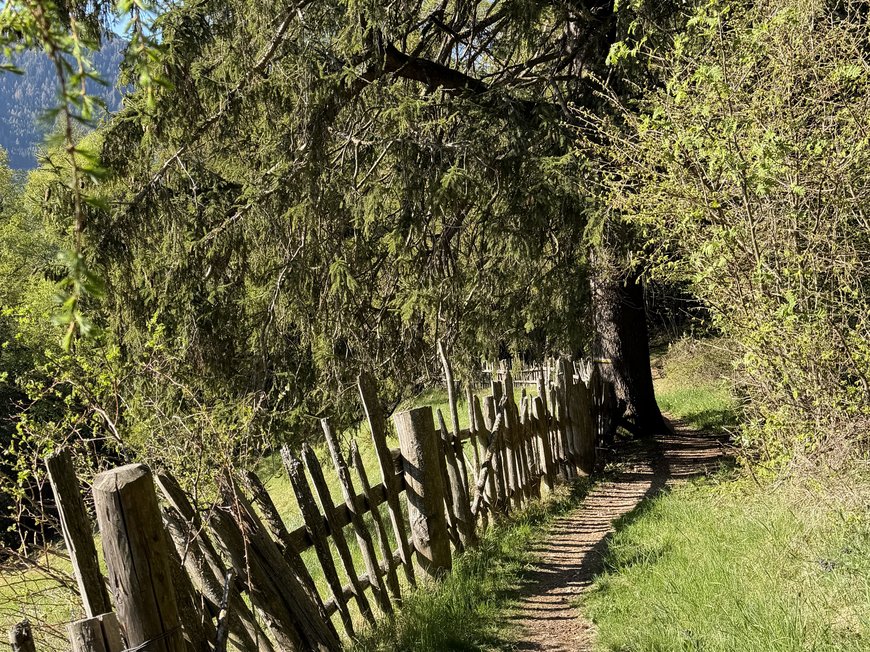 Köstlich und erlebnisreich Waldweg mit altem Holzzaun und Bäumen unter sonnigem Himmel