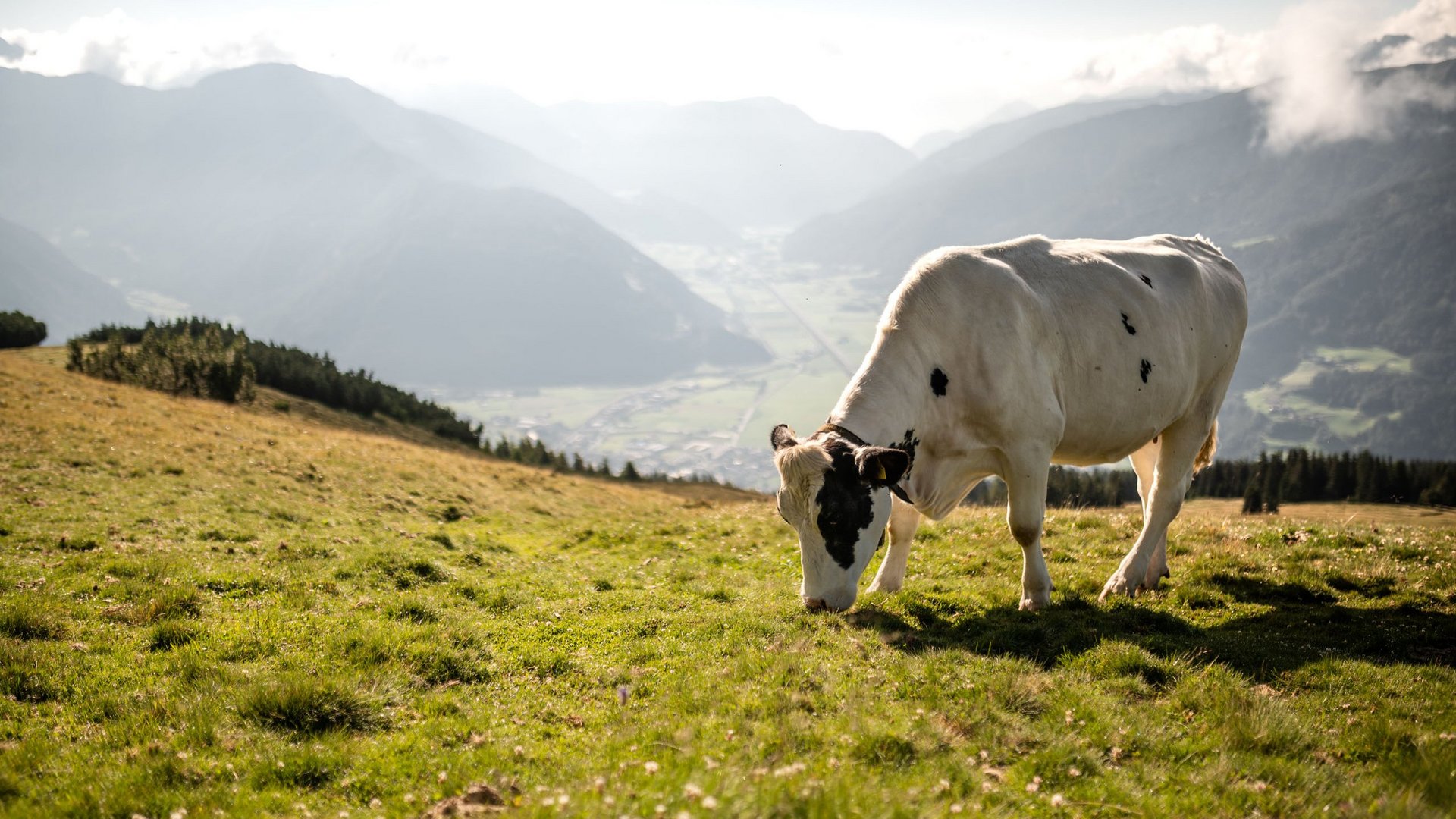 Cow grazing on a mountain meadow with valley and mountains in the background